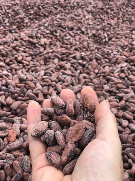 Hand holding cacao beans